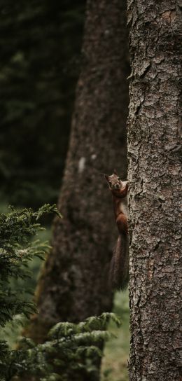 plant, tree trunk, squirrel, rodent Wallpaper 2783x5828