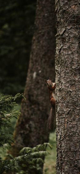 plant, tree trunk, squirrel, rodent Wallpaper 828x1792