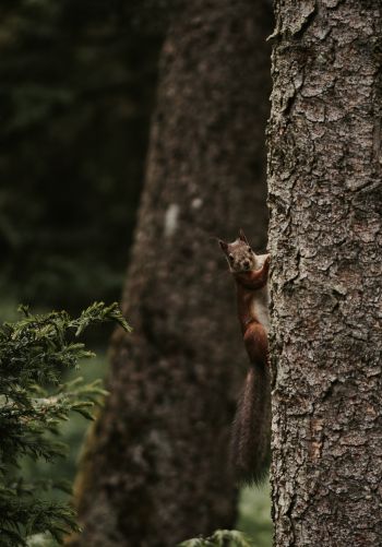 plant, tree trunk, squirrel, rodent Wallpaper 1668x2388