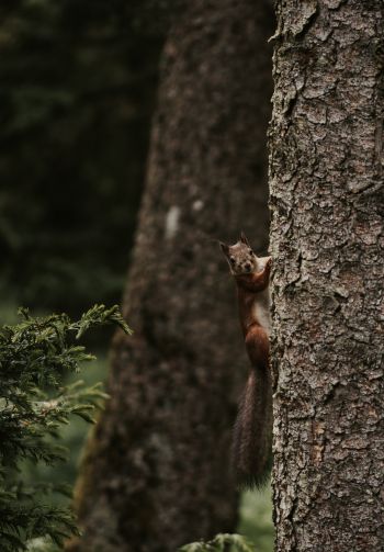 plant, tree trunk, squirrel, rodent Wallpaper 1640x2360