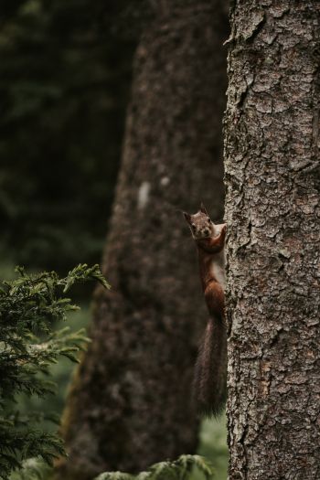 plant, tree trunk, squirrel, rodent Wallpaper 640x960