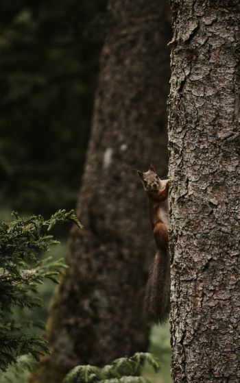 plant, tree trunk, squirrel, rodent Wallpaper 1752x2800