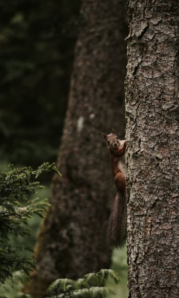 plant, tree trunk, squirrel, rodent Wallpaper 1200x2000