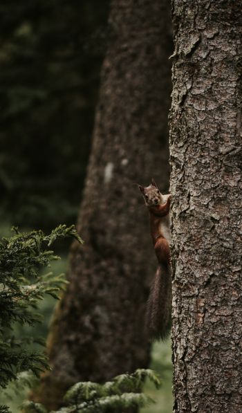 plant, tree trunk, squirrel, rodent Wallpaper 600x1024