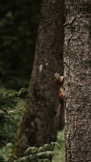 plant, tree trunk, squirrel, rodent Wallpaper 2160x3840