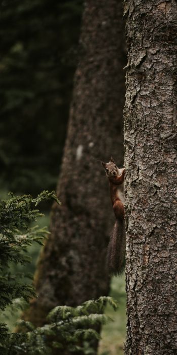 plant, tree trunk, squirrel, rodent Wallpaper 720x1440