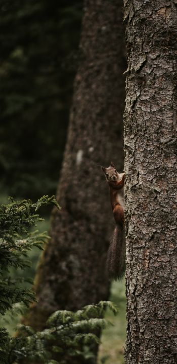 plant, tree trunk, squirrel, rodent Wallpaper 1440x2960