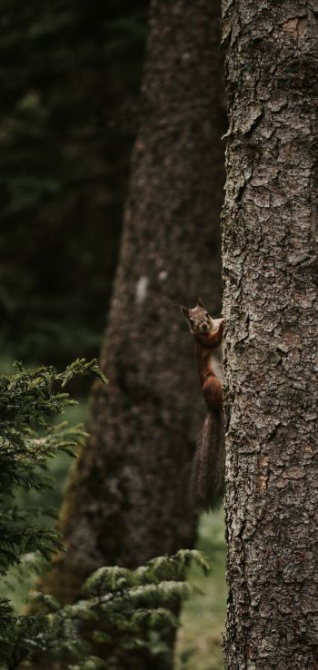 plant, tree trunk, squirrel, rodent Wallpaper 1080x2280