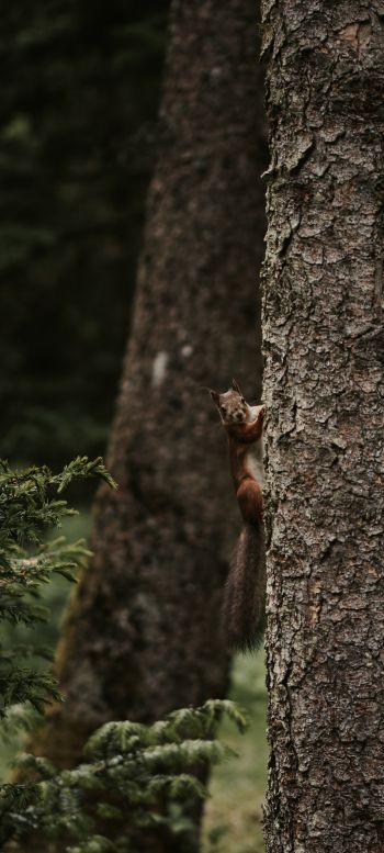 plant, tree trunk, squirrel, rodent Wallpaper 1440x3200