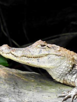 Обои 1536x2048 Коста-Рика, ящерица, крокодил