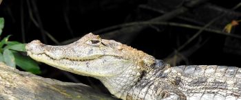 Обои 3440x1440 Коста-Рика, ящерица, крокодил