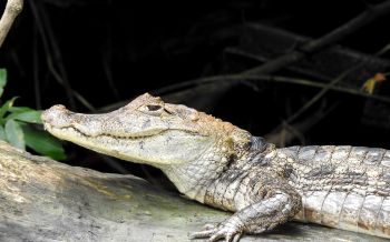 Обои 2560x1600 Коста-Рика, ящерица, крокодил