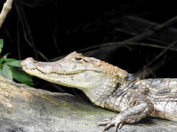 Обои 800x600 Коста-Рика, ящерица, крокодил