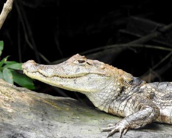 Обои 1280x1024 Коста-Рика, ящерица, крокодил