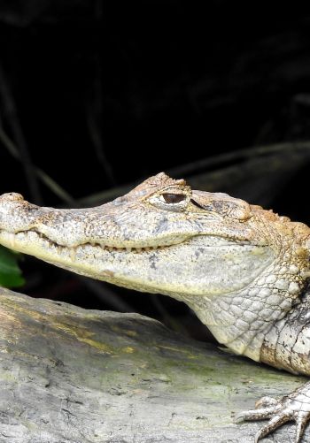 Costa Rica, lizard, crocodile Wallpaper 1668x2388