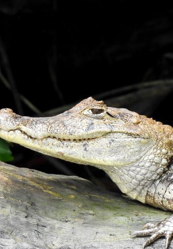 Costa Rica, lizard, crocodile Wallpaper 1640x2360