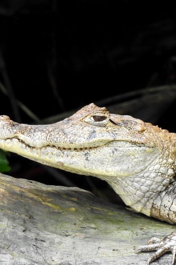 Обои 640x960 Коста-Рика, ящерица, крокодил