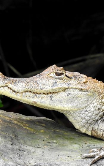 Costa Rica, lizard, crocodile Wallpaper 1752x2800