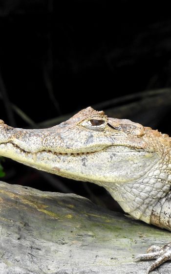 Costa Rica, lizard, crocodile Wallpaper 800x1280