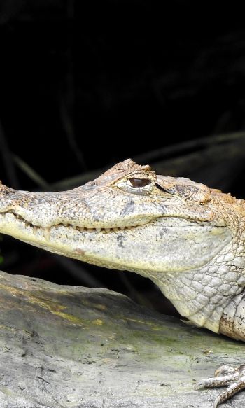 Costa Rica, lizard, crocodile Wallpaper 1200x2000