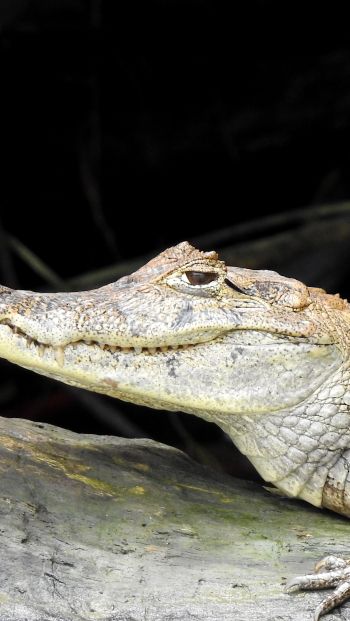 Costa Rica, lizard, crocodile Wallpaper 640x1136
