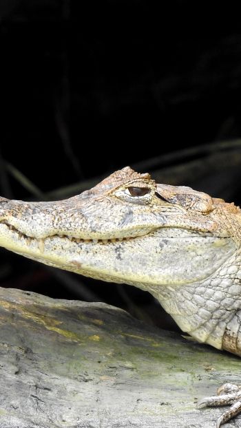 Costa Rica, lizard, crocodile Wallpaper 1440x2560