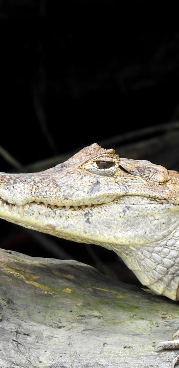 Costa Rica, lizard, crocodile Wallpaper 1080x2220