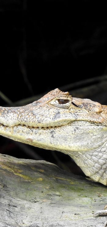 Costa Rica, lizard, crocodile Wallpaper 1440x3040