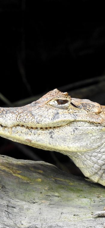 Costa Rica, lizard, crocodile Wallpaper 1242x2688