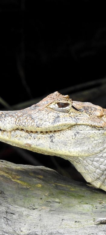 Обои 1080x2400 Коста-Рика, ящерица, крокодил