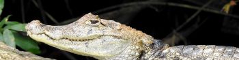 Costa Rica, lizard, crocodile Wallpaper 1590x400