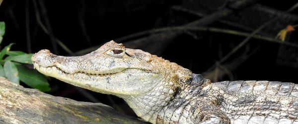 Обои 3440x1440 Коста-Рика, ящерица, крокодил