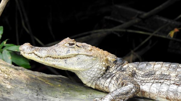 Обои 2560x1440 Коста-Рика, ящерица, крокодил
