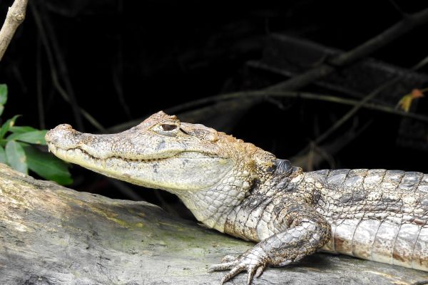 Обои 4608x3072 Коста-Рика, ящерица, крокодил