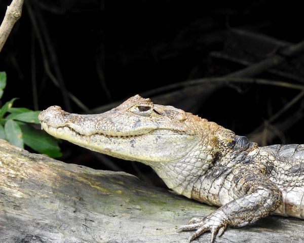 Costa Rica, lizard, crocodile Wallpaper 1280x1024