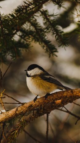 Halifax, Halifax, Canada, tit, bird Wallpaper 640x1136