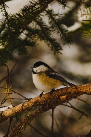 Halifax, Halifax, Canada, tit, bird Wallpaper 640x960