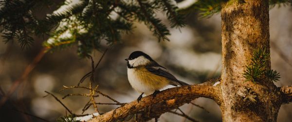 Halifax, Halifax, Canada, tit, bird Wallpaper 3440x1440