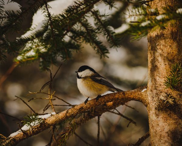 Halifax, Halifax, Canada, tit, bird Wallpaper 1280x1024