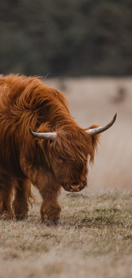 The Netherlands, cattle, hairy cow Wallpaper 1440x3040