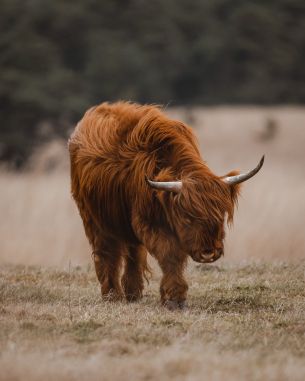 The Netherlands, cattle, hairy cow Wallpaper 2754x3442