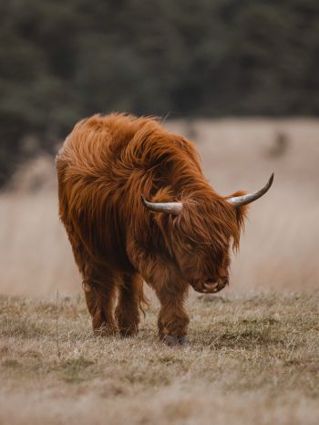 The Netherlands, cattle, hairy cow Wallpaper 1668x2224