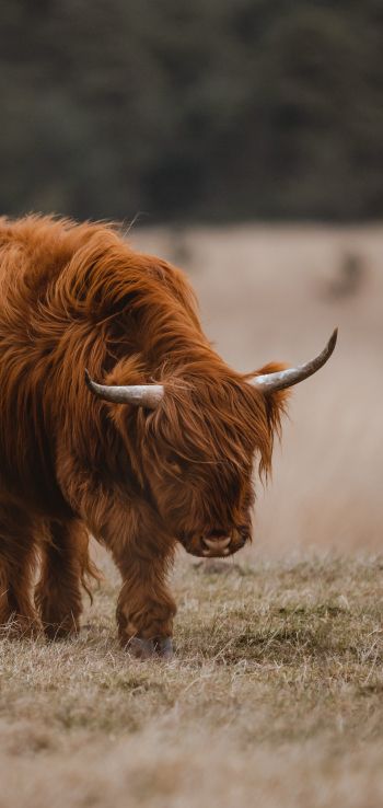 The Netherlands, cattle, hairy cow Wallpaper 1080x2280