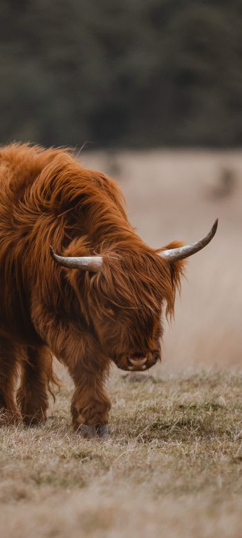 The Netherlands, cattle, hairy cow Wallpaper 1440x3200