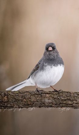 bird, closeup, on branch Wallpaper 600x1024