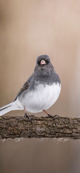 bird, closeup, on branch Wallpaper 1080x2340