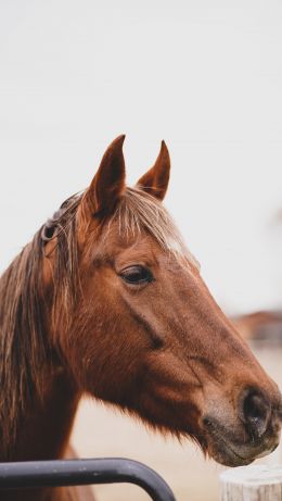 Boise, Idaho, USA, horse, power, become Wallpaper 640x1136