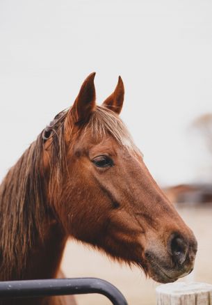 Boise, Idaho, USA, horse, power, become Wallpaper 1640x2360