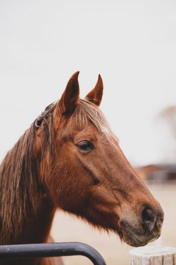 Boise, Idaho, USA, horse, power, become Wallpaper 640x960