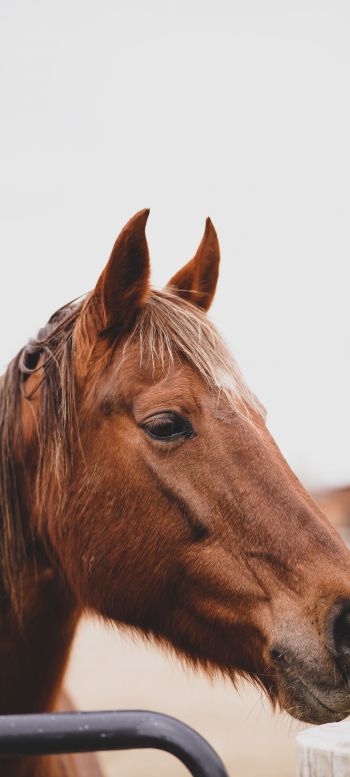 Boise, Idaho, USA, horse, power, become Wallpaper 720x1600